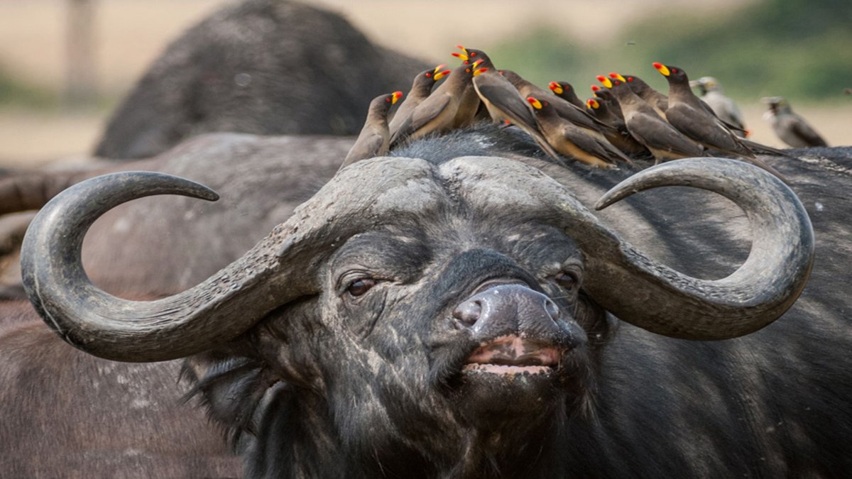 Травоядные растения