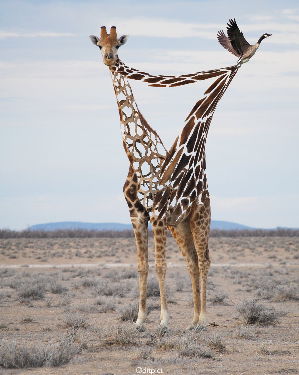 Жираф большой