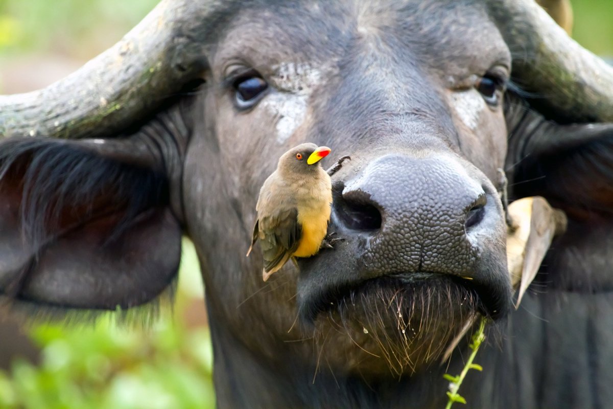 Африканский волоклюй