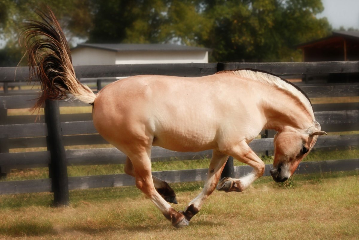 Фьорд лошадь масти