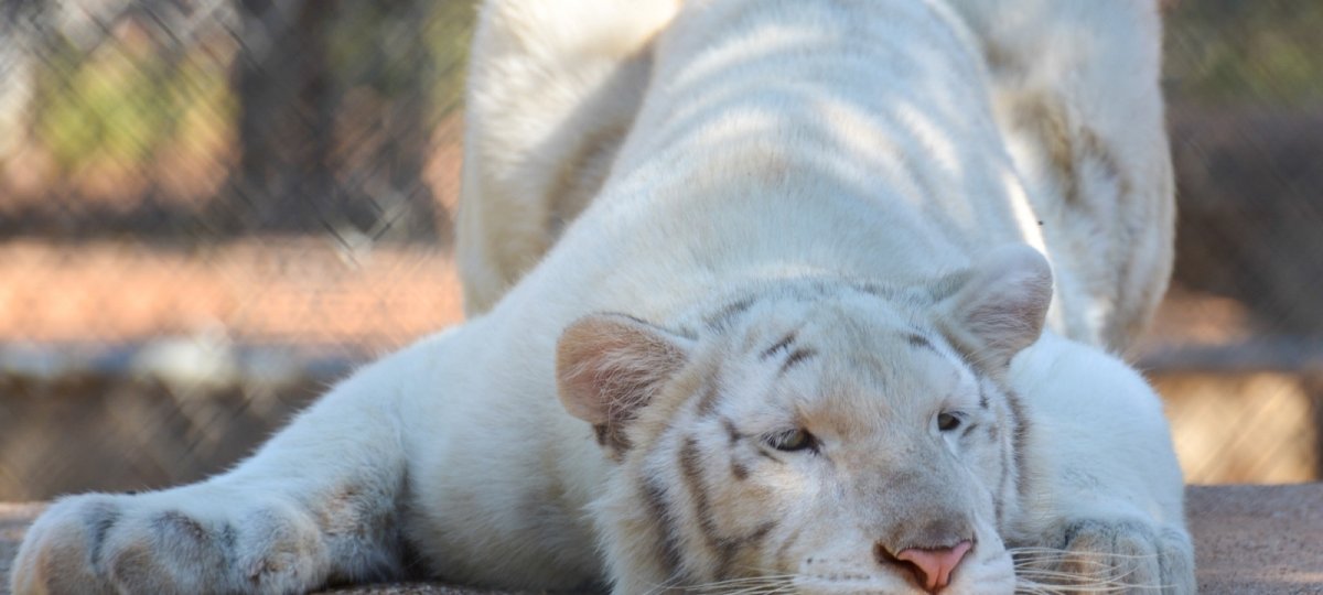 Барс альбинос фото