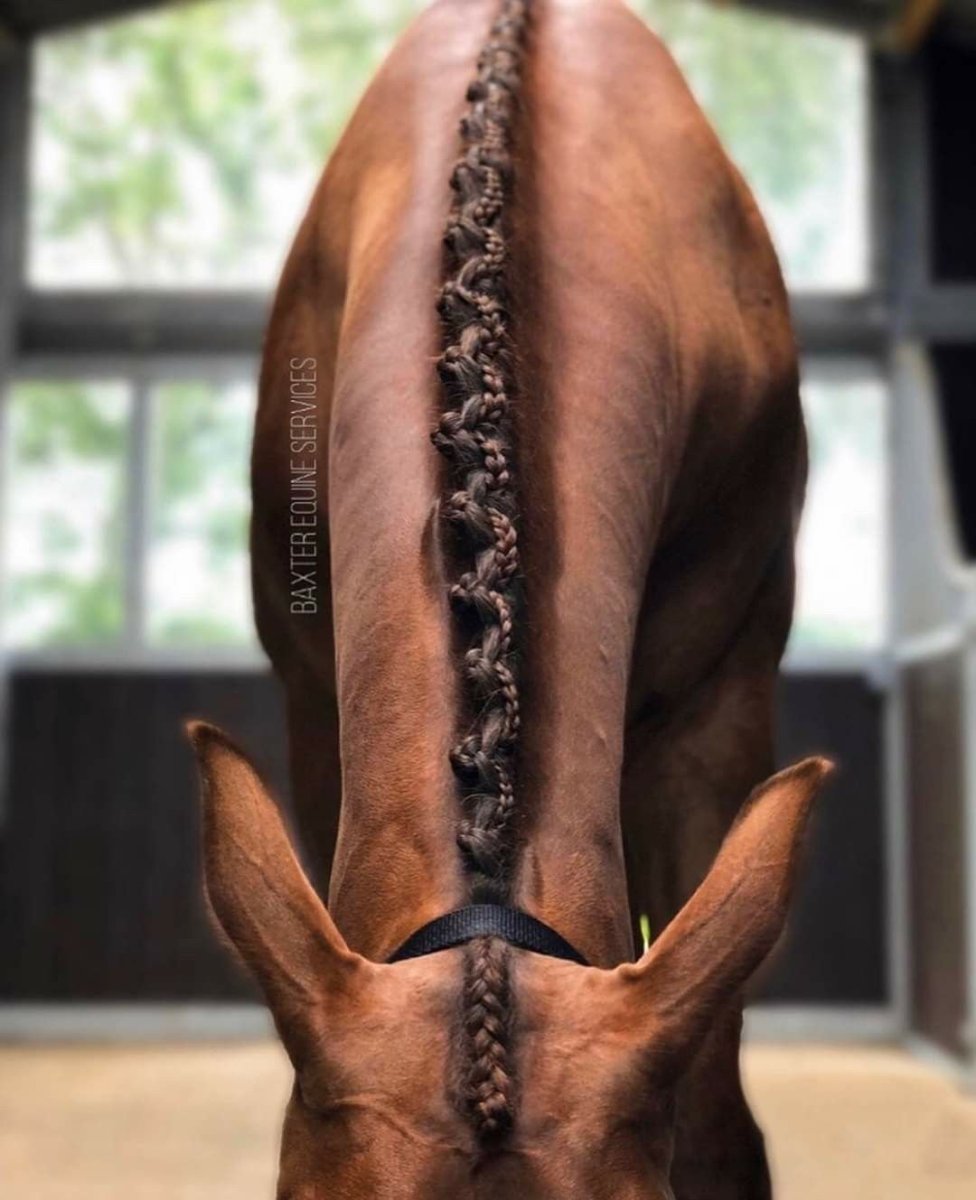 Хвост лошади без волос