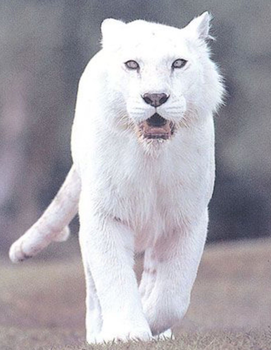 Пума альбинос