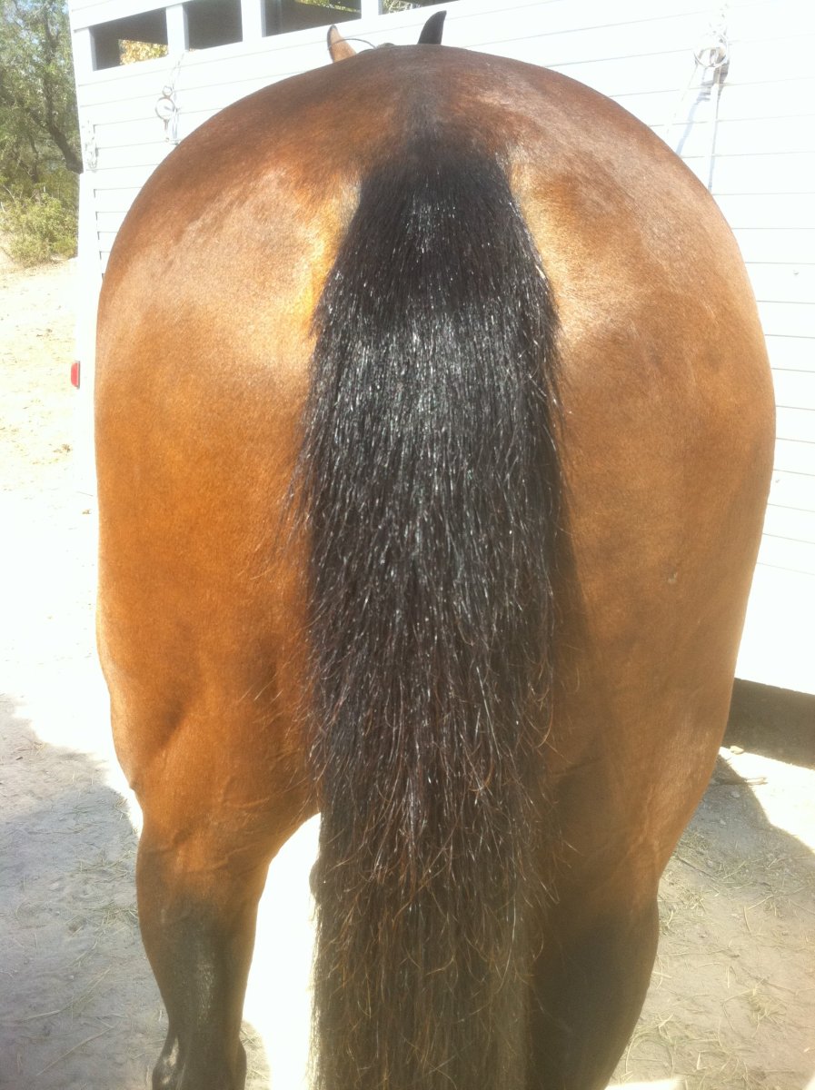 Конский хвост лошадь