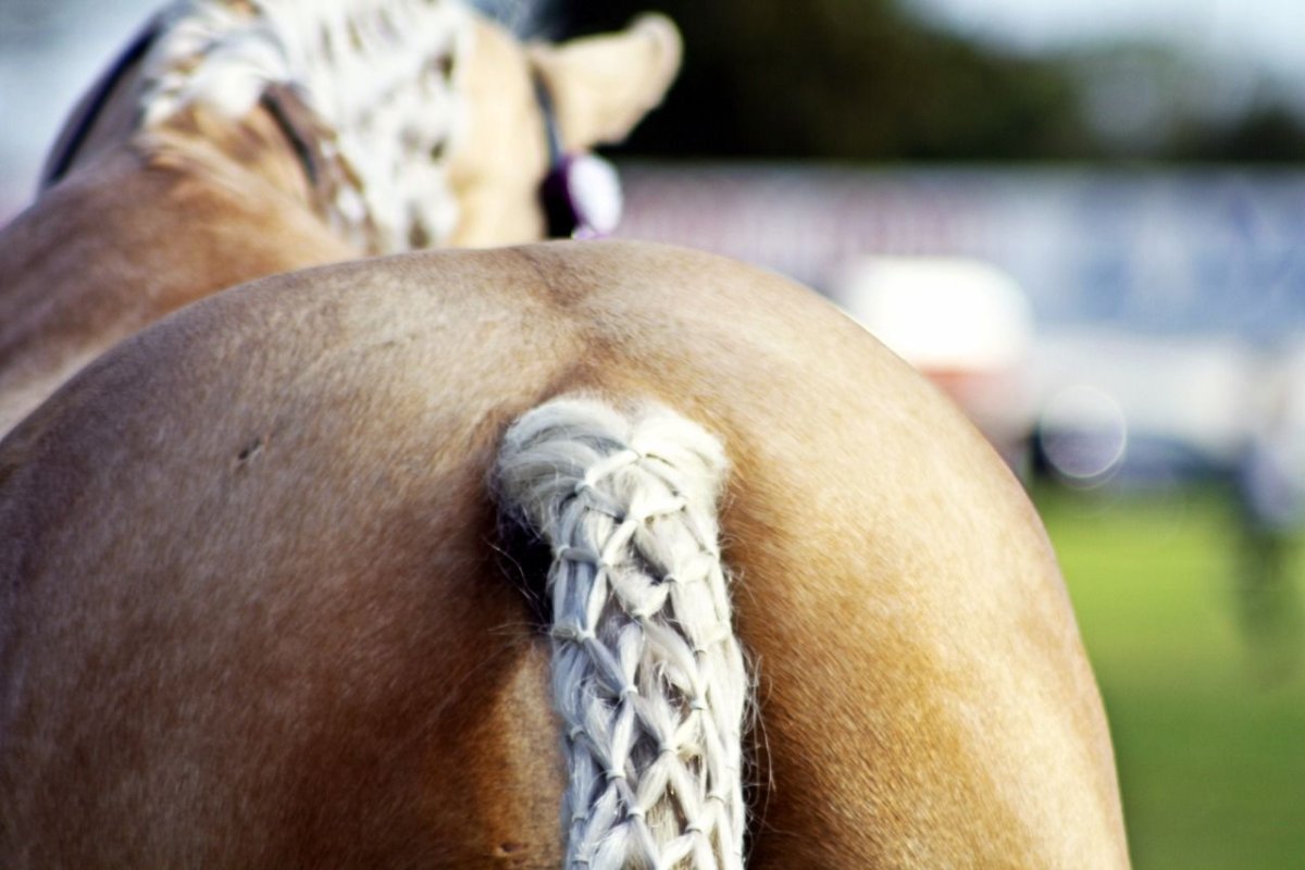 Хвост лошади пучок