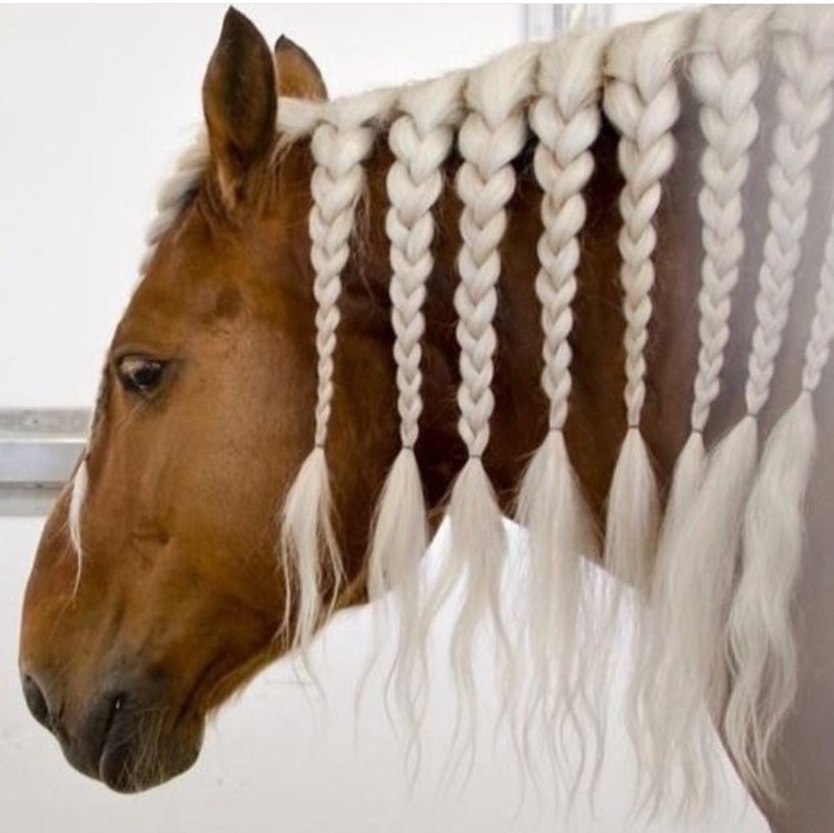 Причёски для лошадей