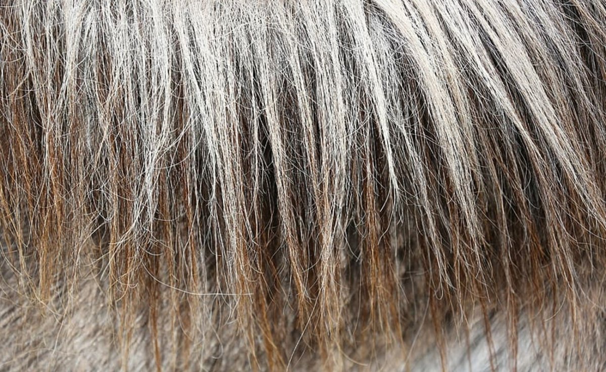 Волосы животных