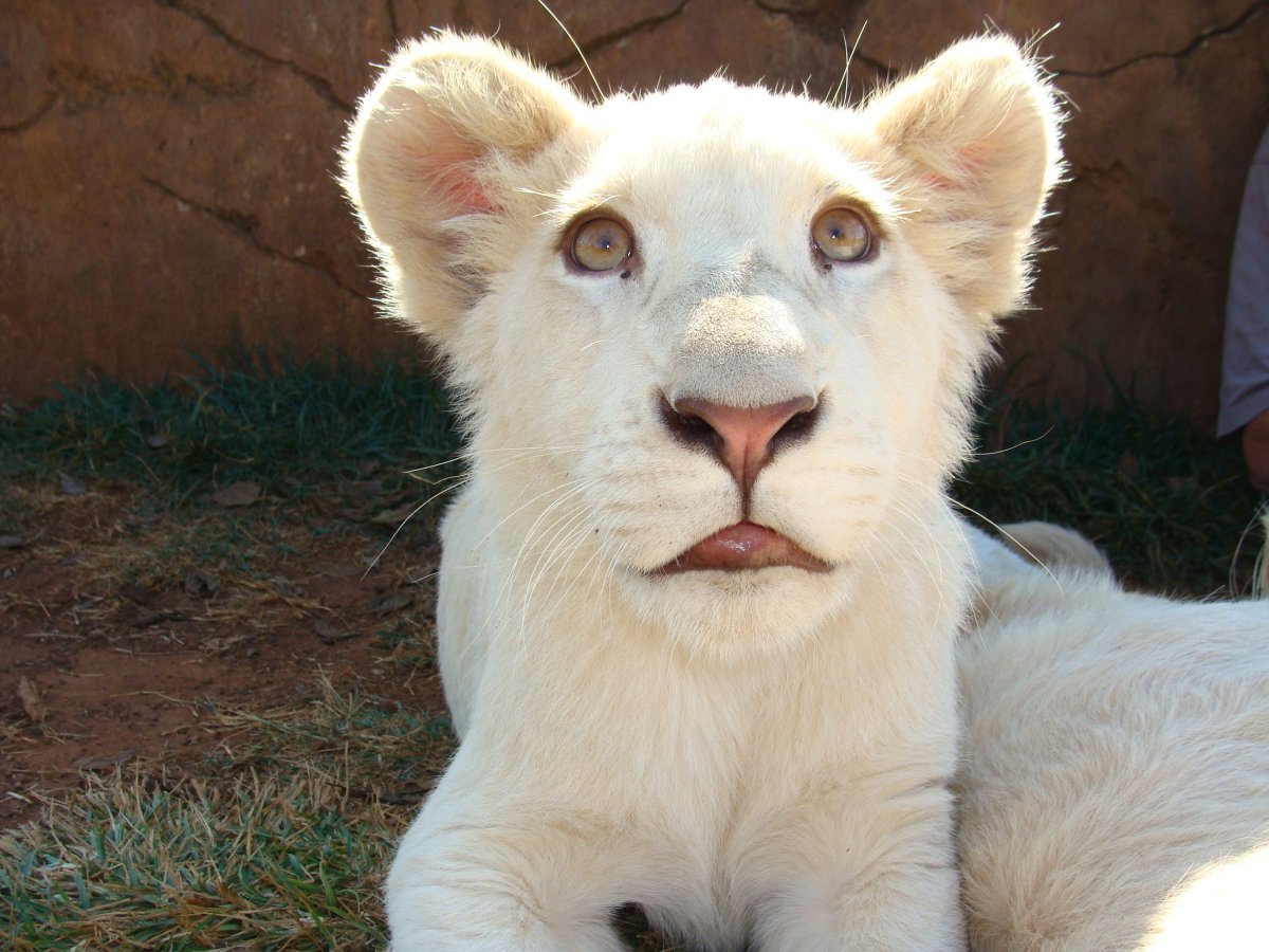 Пантера альбинос Пума