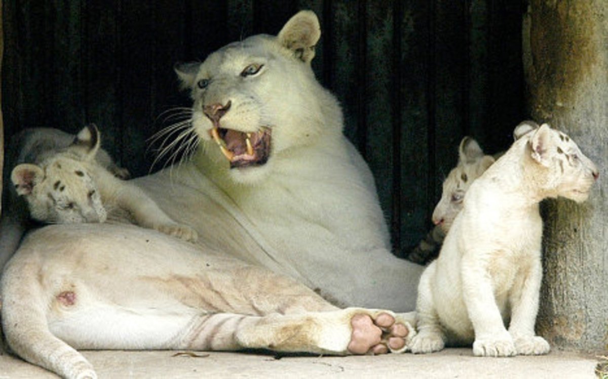 Белая Пума альбинос