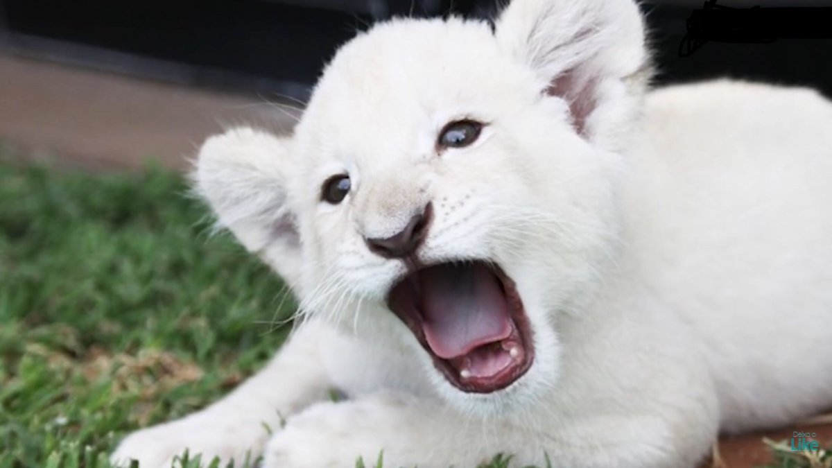 Пантера альбинос купить