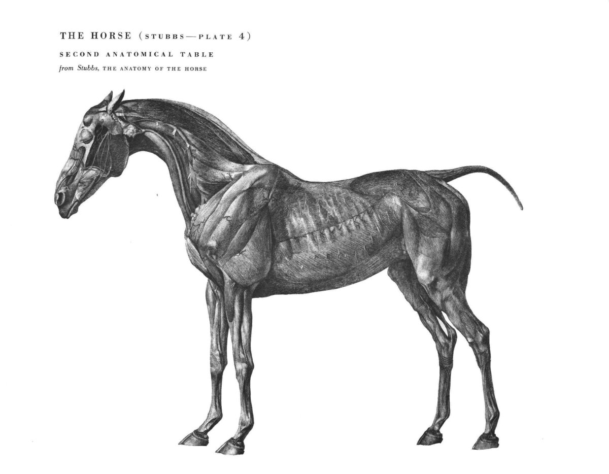 Анатомия хвоста лошади