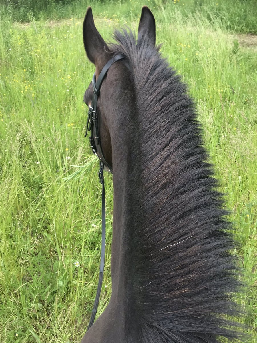 Волосатая лошадь