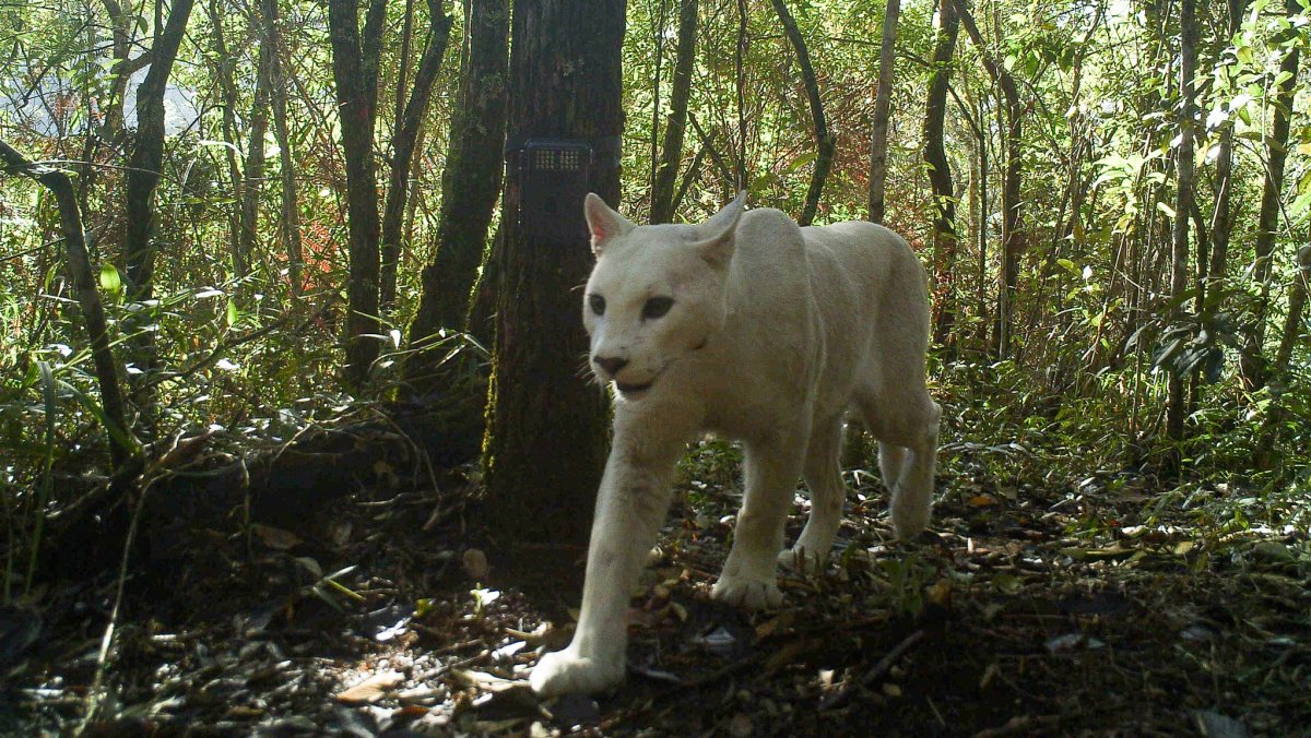 Дальневосточный леопард меланист