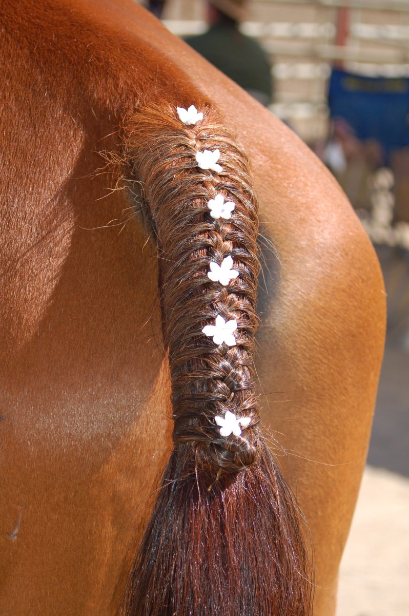 Заплетение хвоста лошади