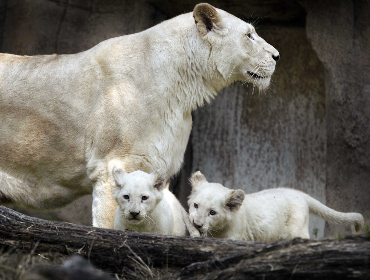 Рысь альбинос