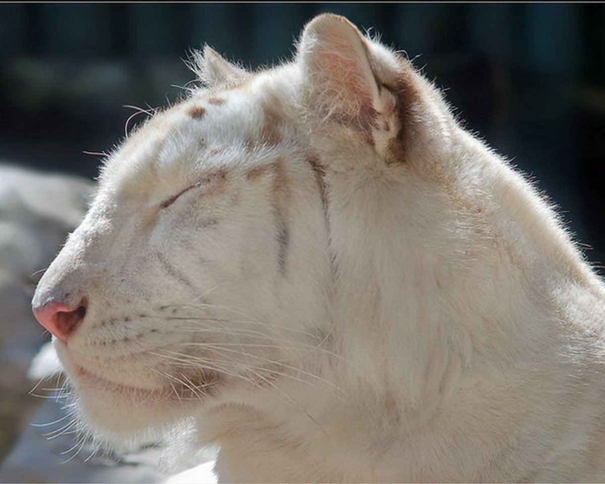 Г Черкесск пантера альбинос