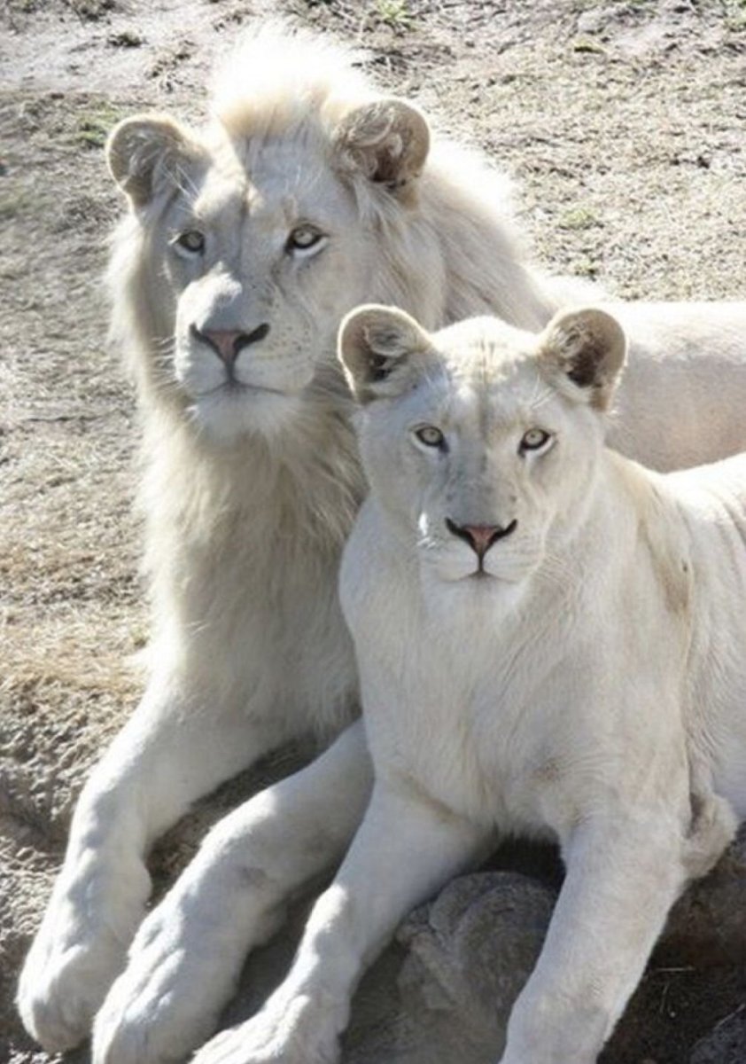 Лев альбинос