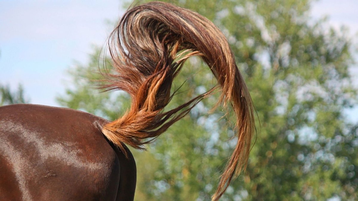 Лошадиный хвост