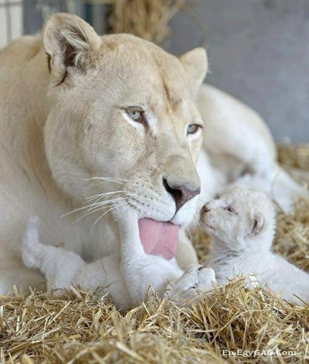 Белая львица с голубыми глазами