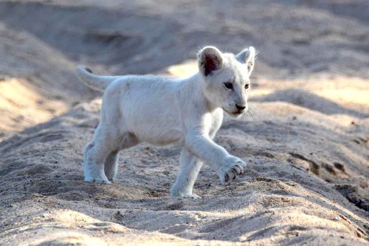 Король Лев белый Львенок альбинос