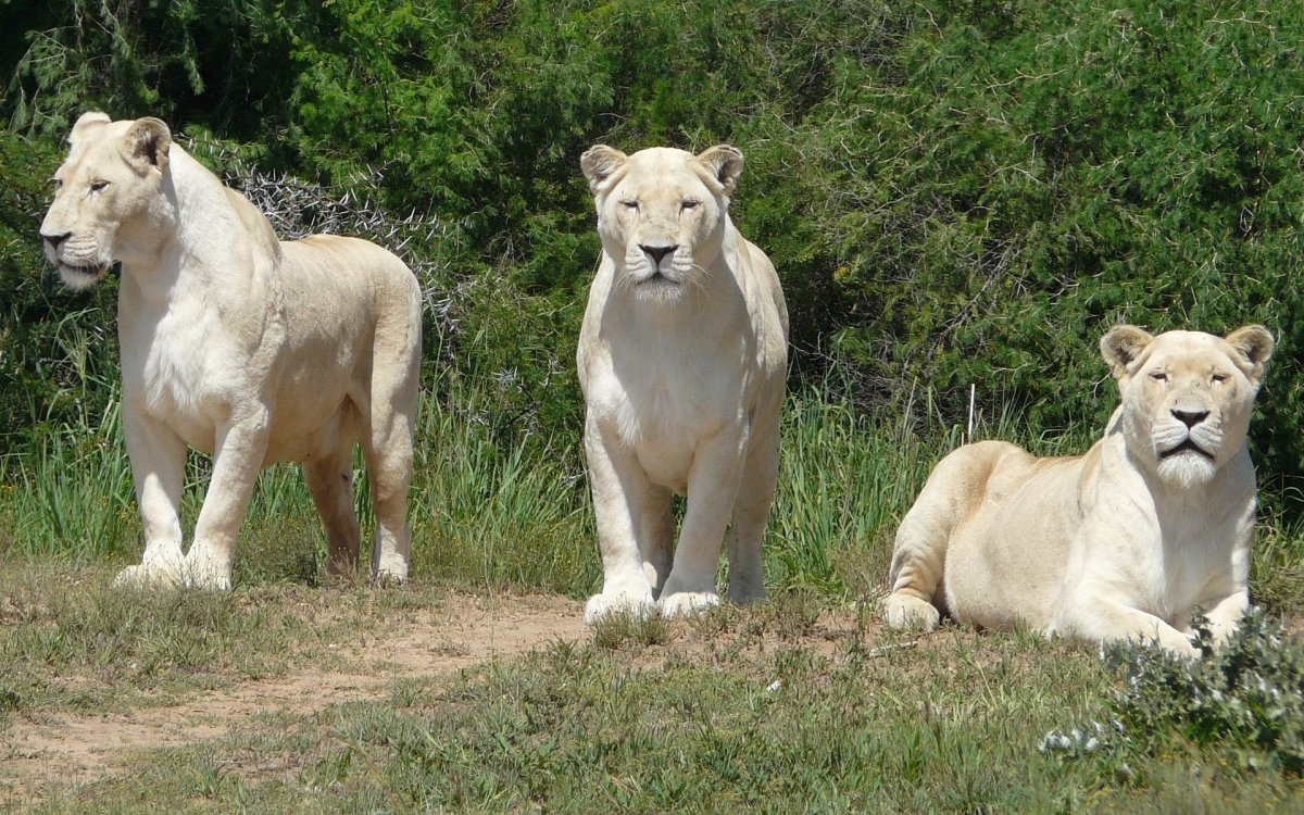 Белая львица с новорожденными львятами