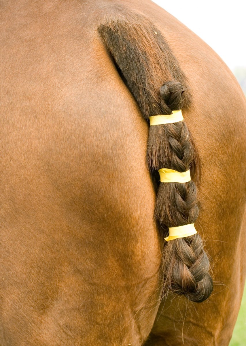 Лошадка с хвостиком