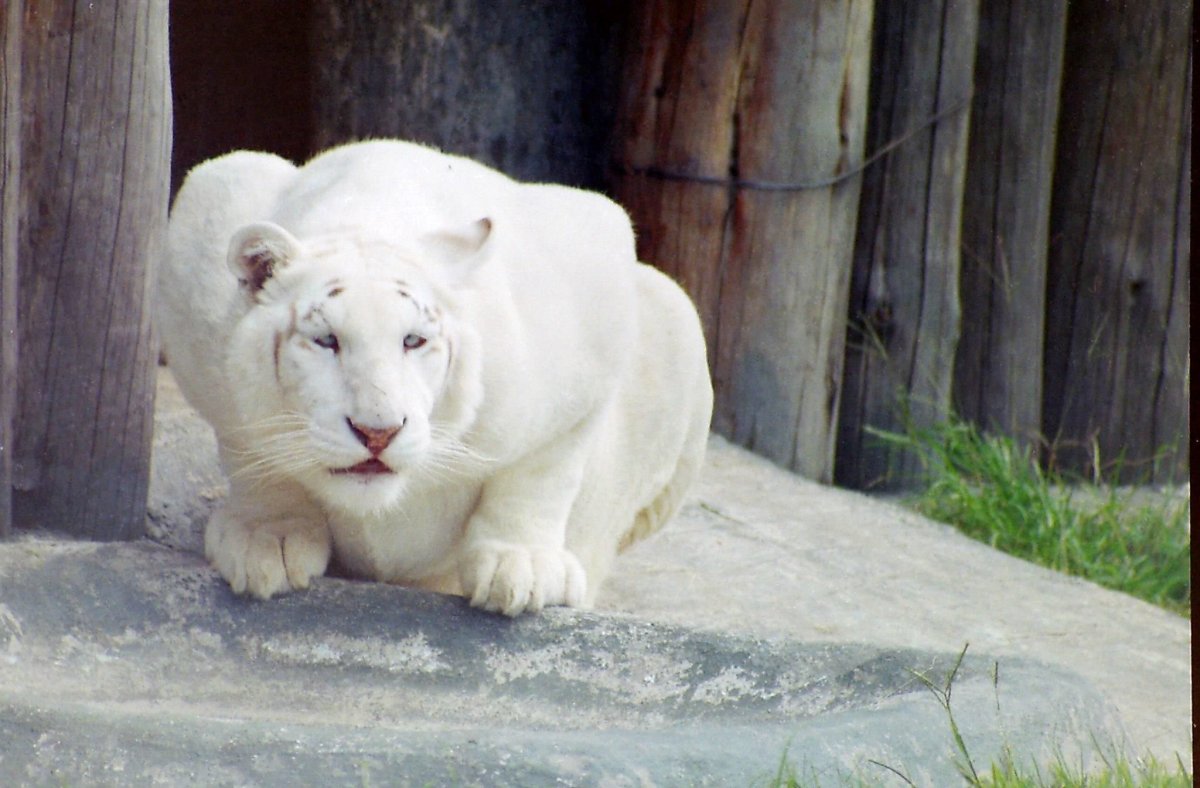 Снежный Барс альбинос