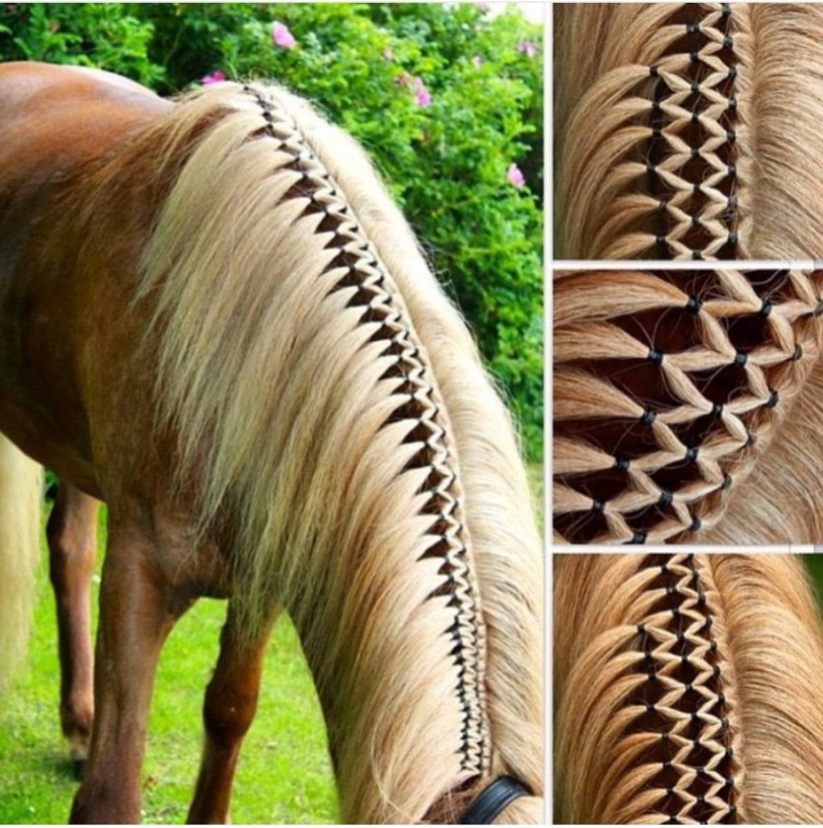 Причёски для лошадей