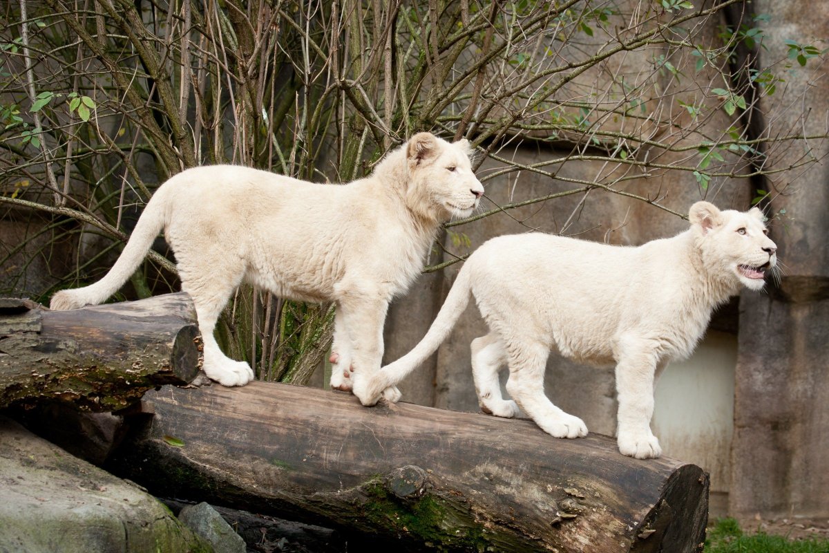 Черные тигры порода