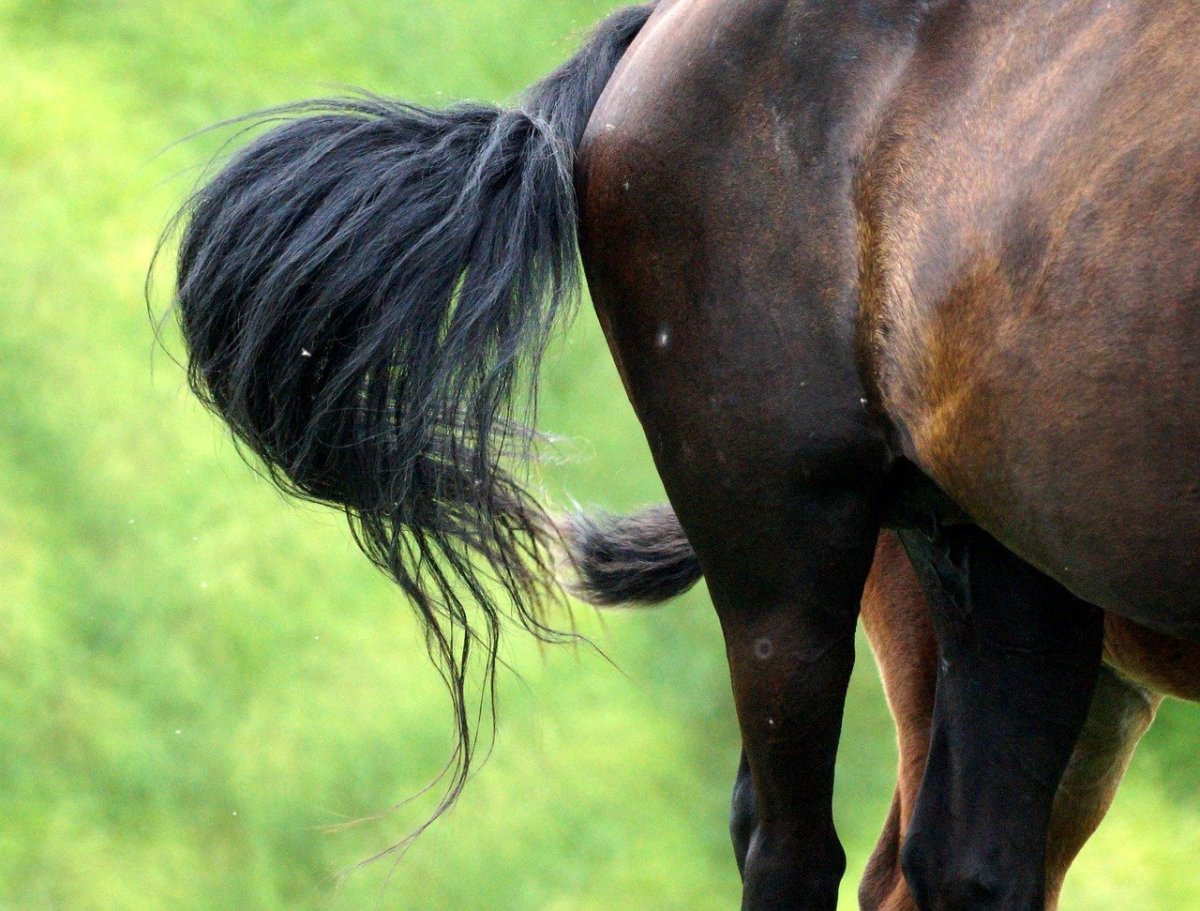 Лошадиный хвост