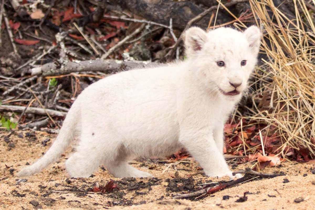 Львенок альбинос