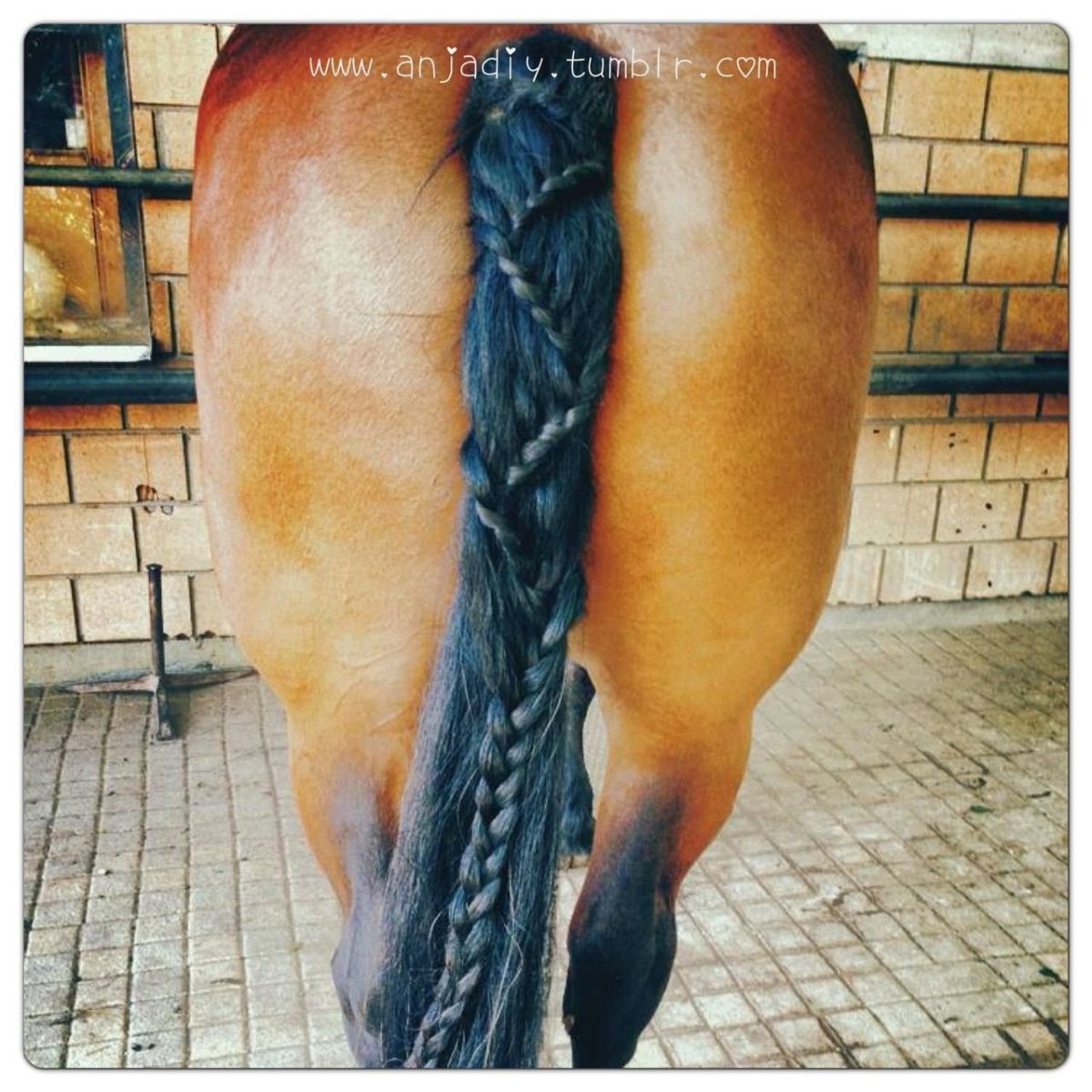 Заплетенный хвост лошади