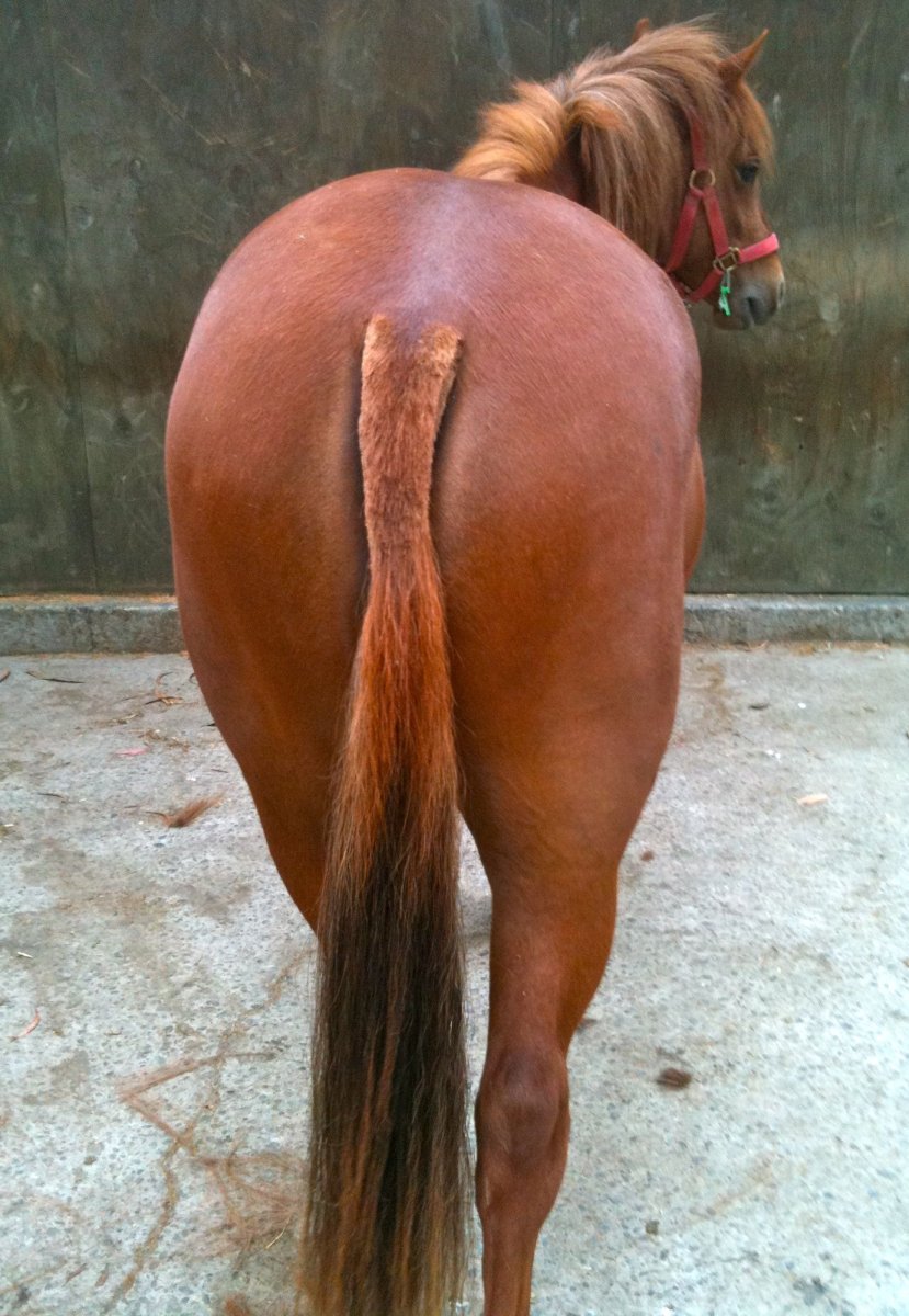 Кобыла сзади