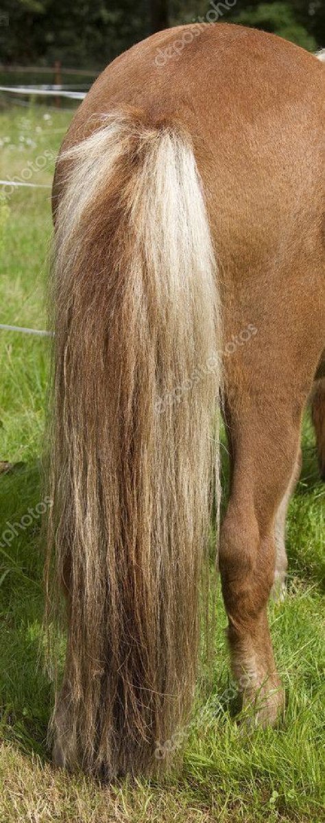 Хвост лошади без волос