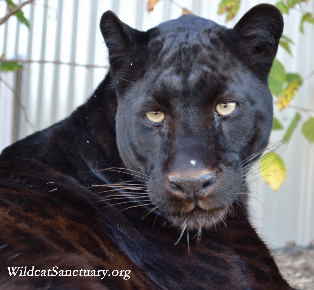 Ягуары пантеры альбиносы