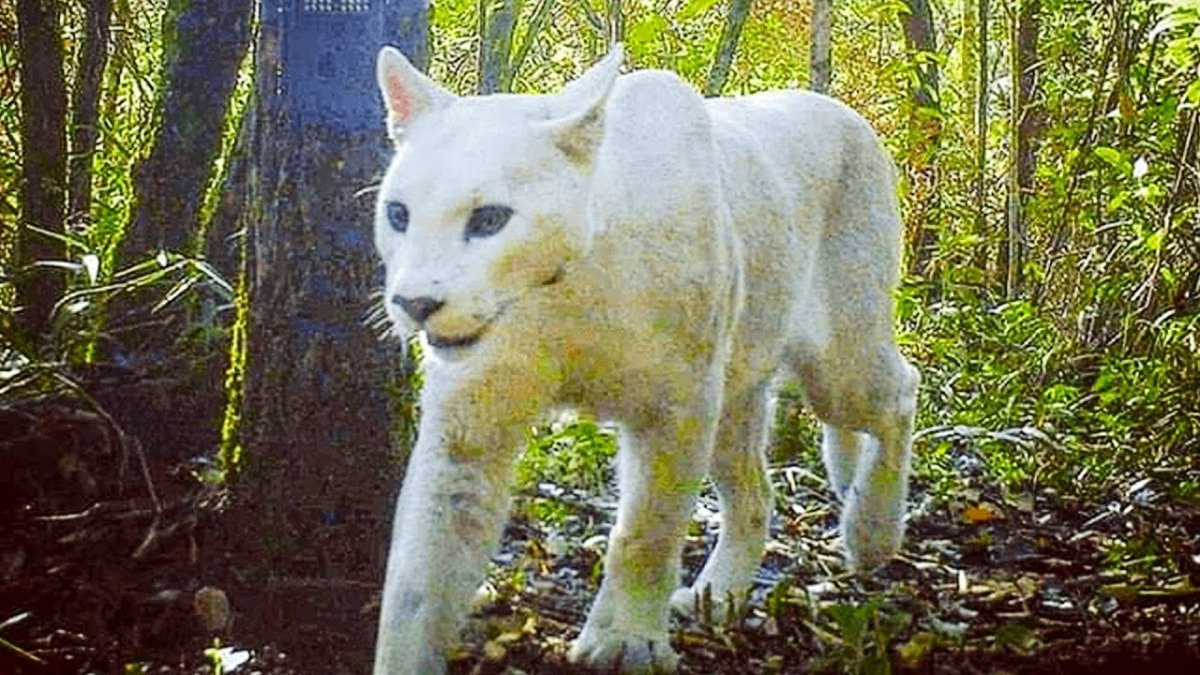 Белый Лев альбинос