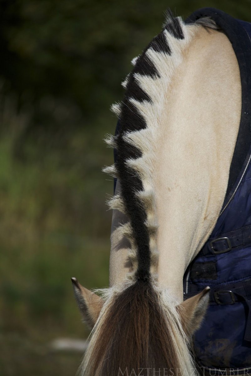 Фьорд лошадь грива
