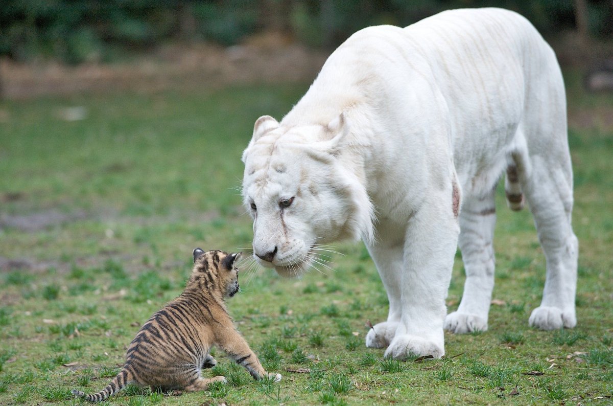 Ирбис альбинос