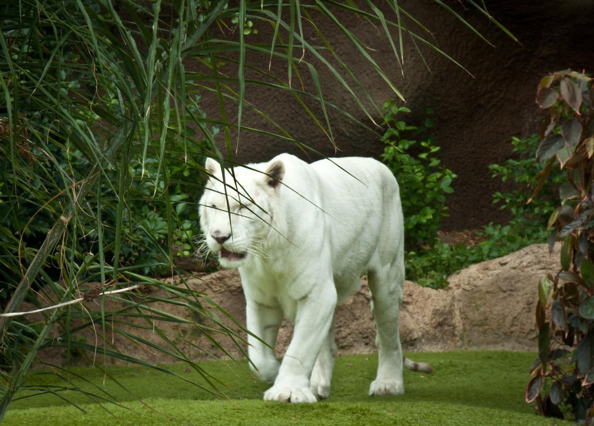 Пума альбинос