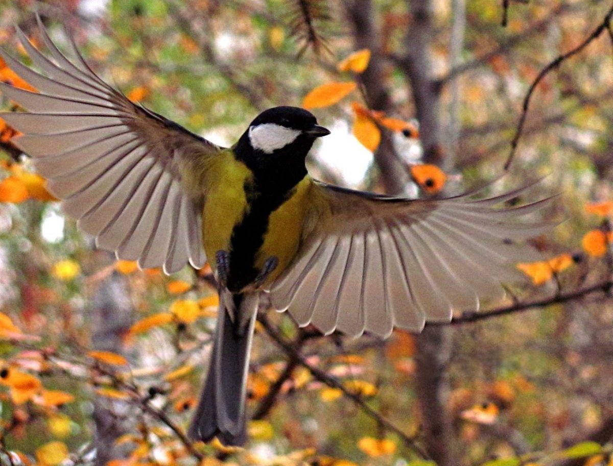 Вадим Трунов фотограф белки