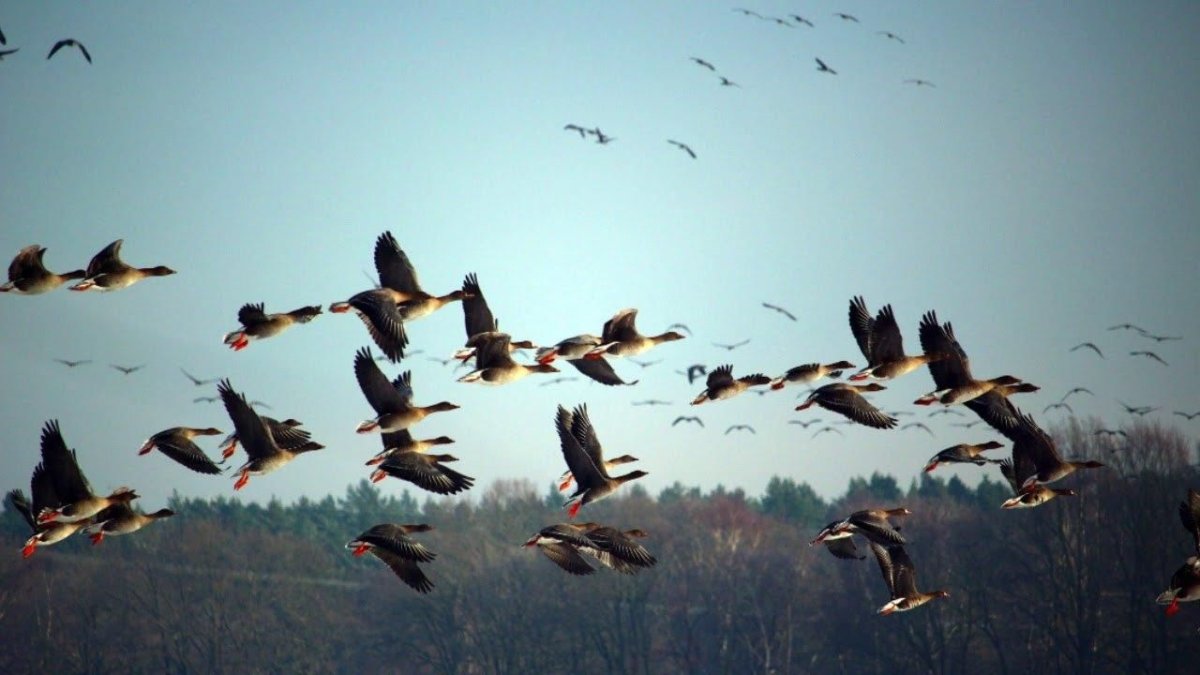 Криста Итон птички живопись