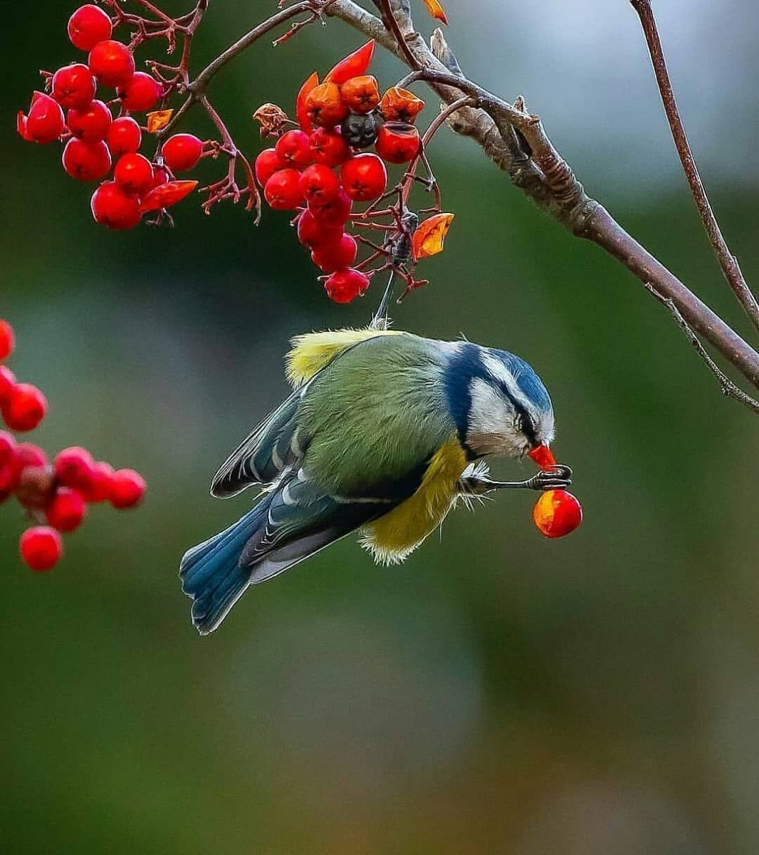 Книги о птицах