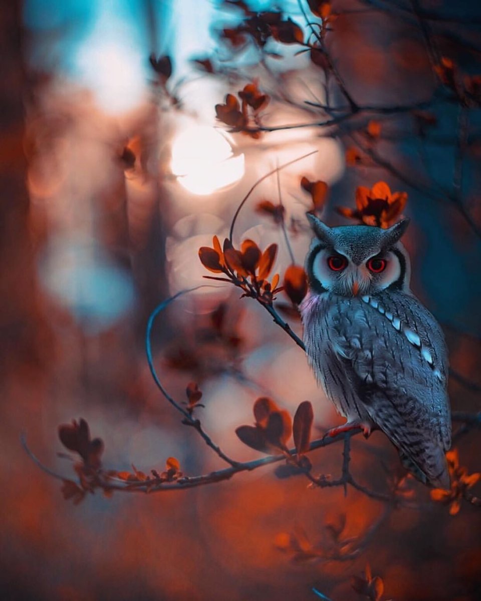 Синицы на ветке