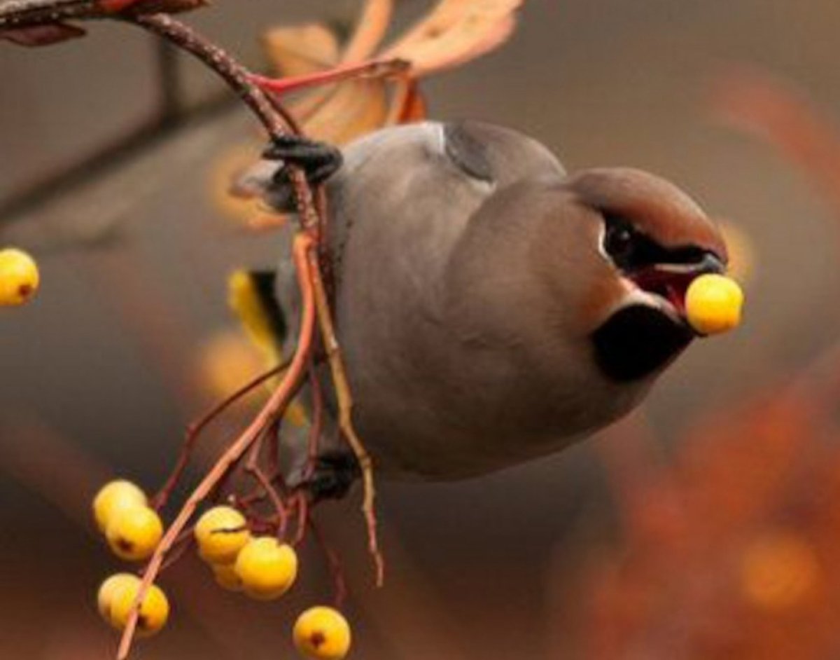 Поздняя осень птицы