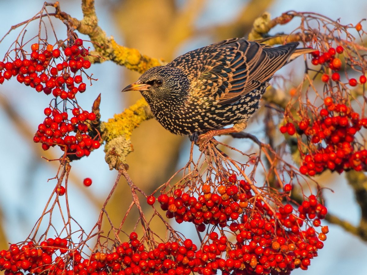 Птицы осенью