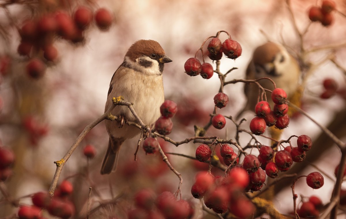 Красивые осенние птицы