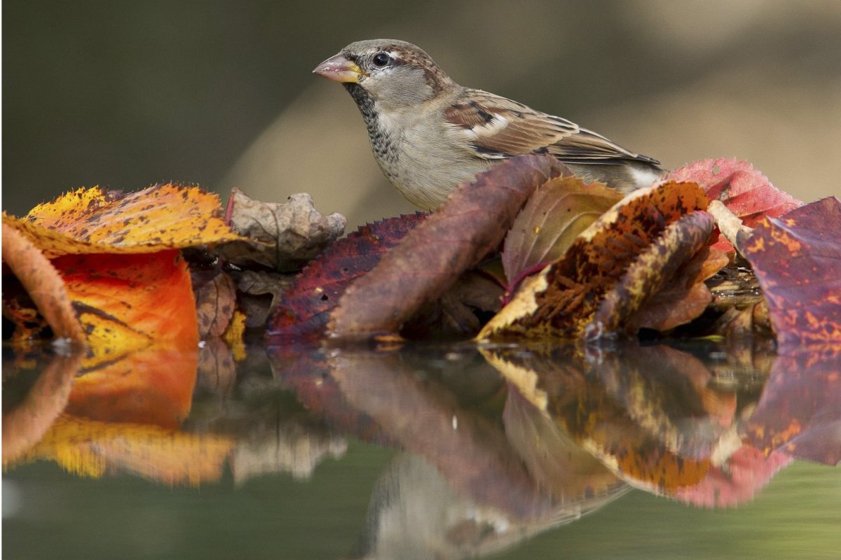 Перелётные птицы журавлиный Клин