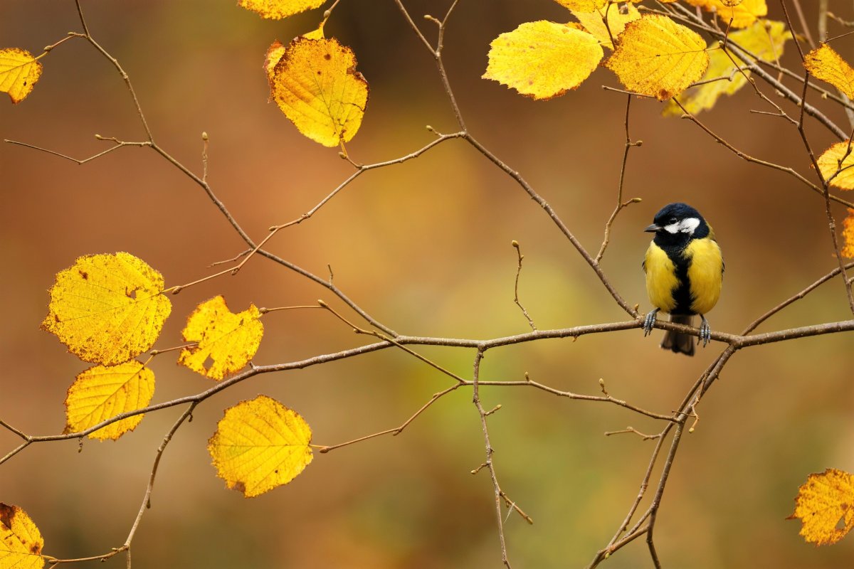 Осенние птички