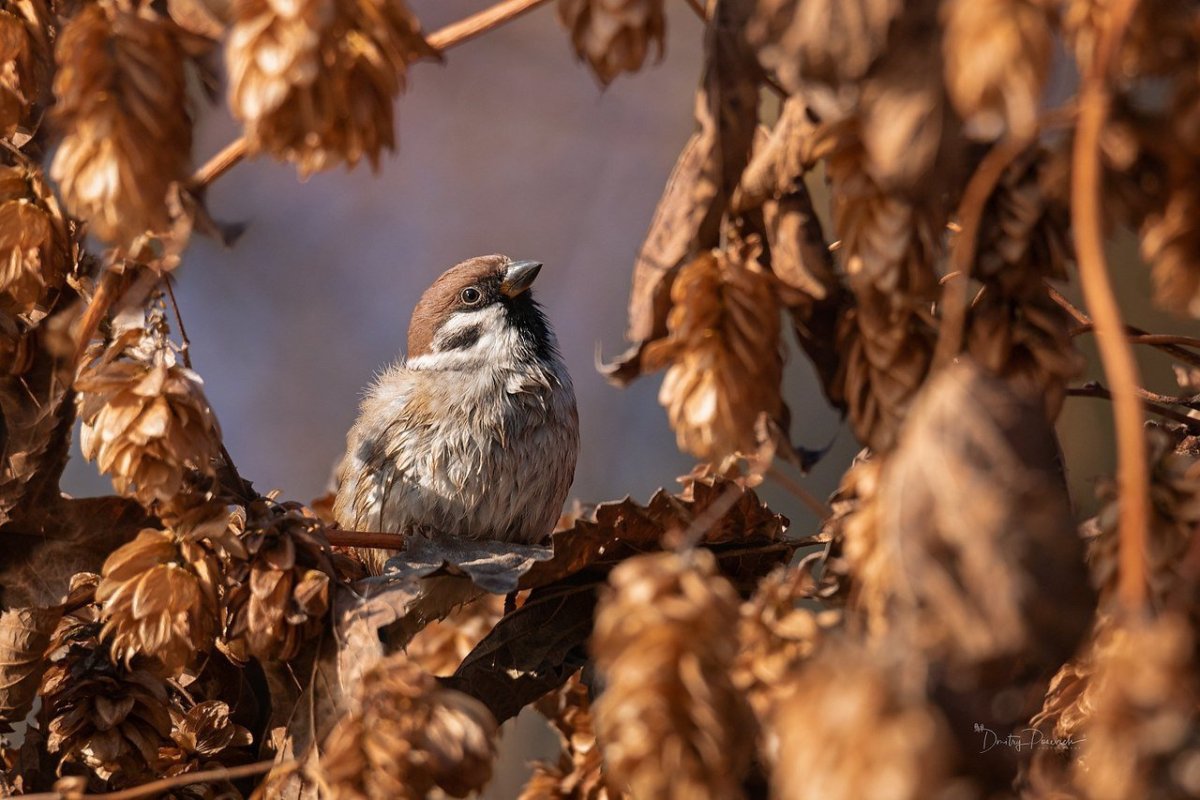 Животные поздней осенью