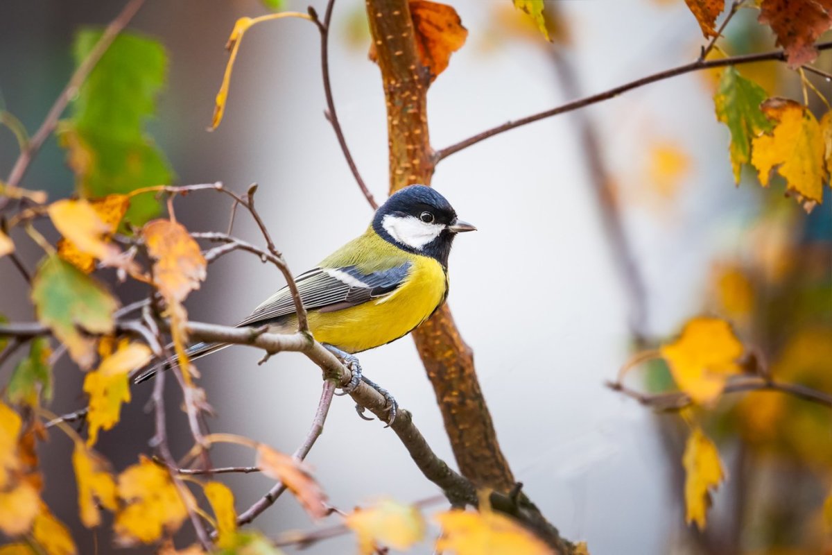 Художник Артем Артяков